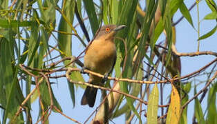 Northern Puffback