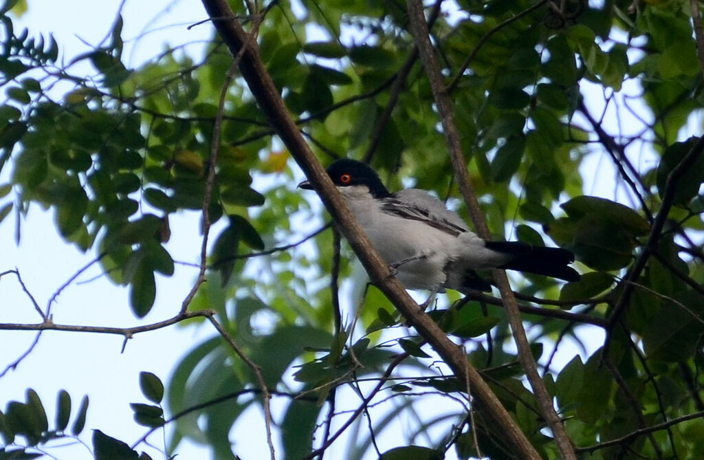 Northern Puffback male adult, identification