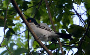 Northern Puffback