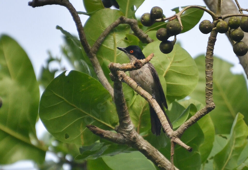 Northern Puffback male adult