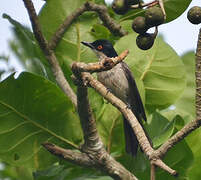 Northern Puffback