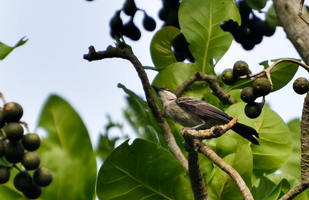 Northern Puffback male adult, identification