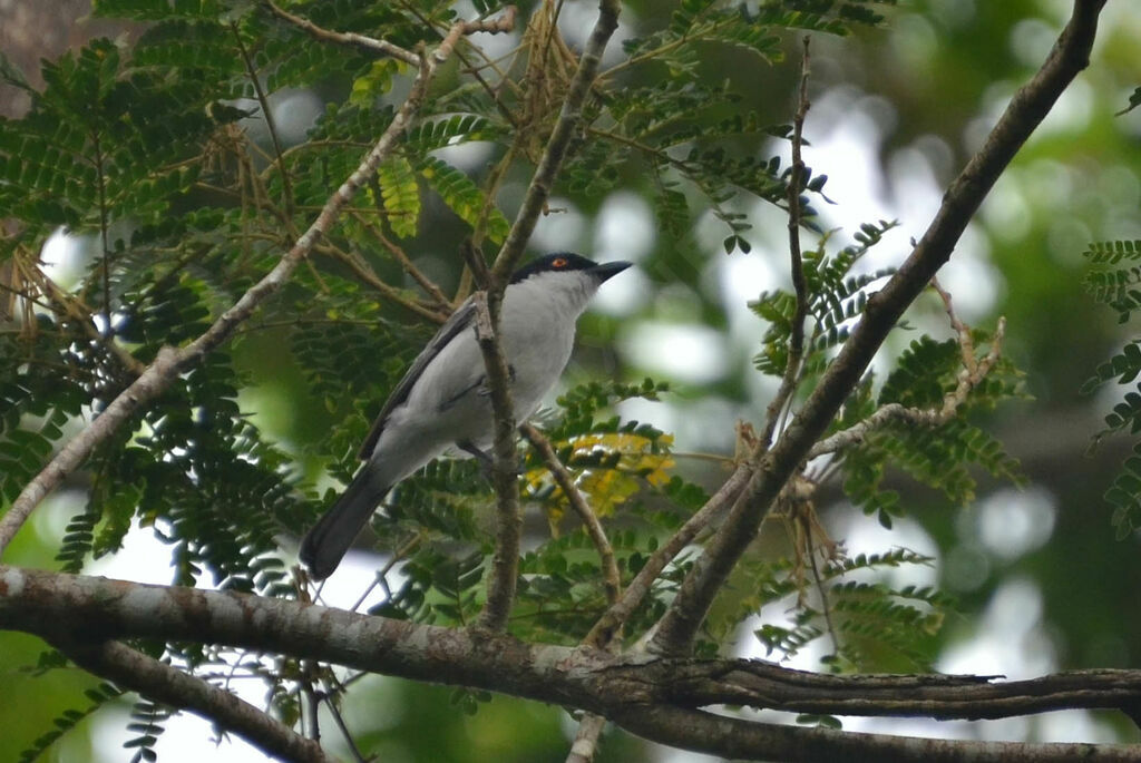 Northern Puffback male adult