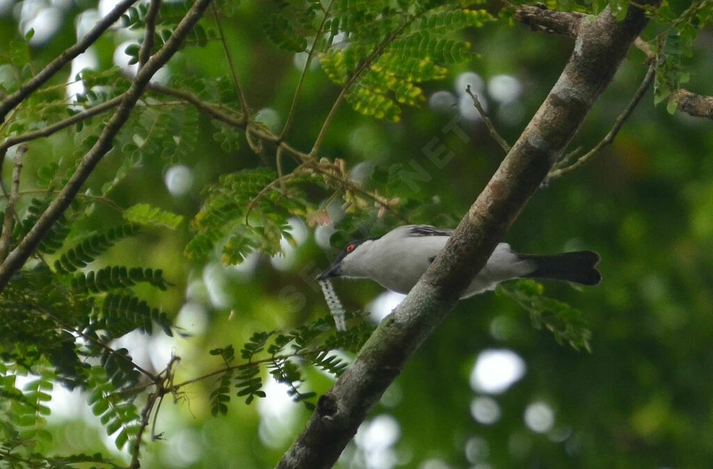 Northern Puffback male adult