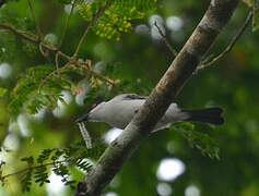 Northern Puffback