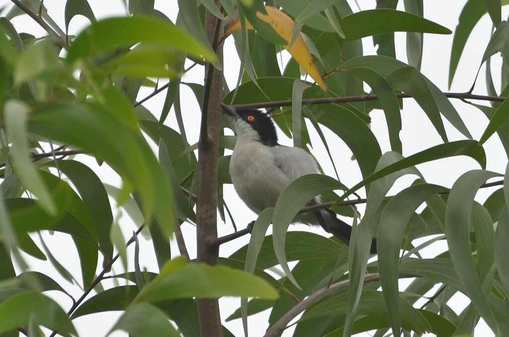 Northern Puffback male adult, identification