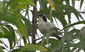 Northern Puffback