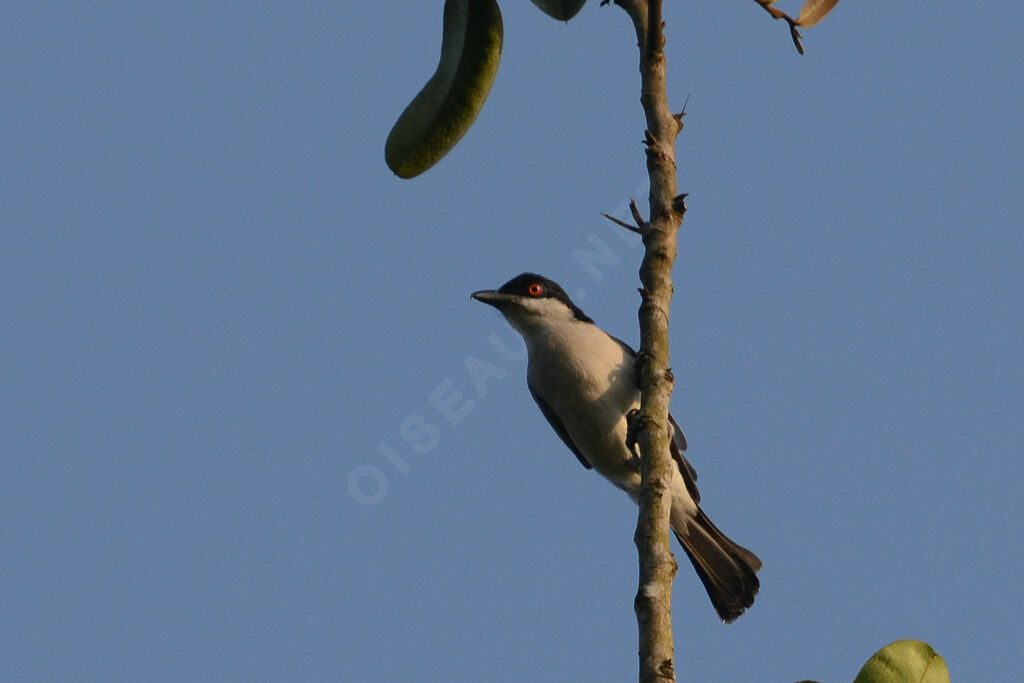 Northern Puffback male adult, identification