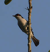 Northern Puffback