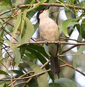 Northern Puffback