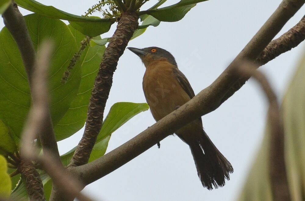 Northern Puffback female adult, identification