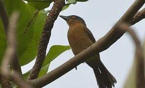 Northern Puffback