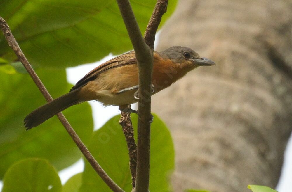 Northern Puffbackimmature, identification