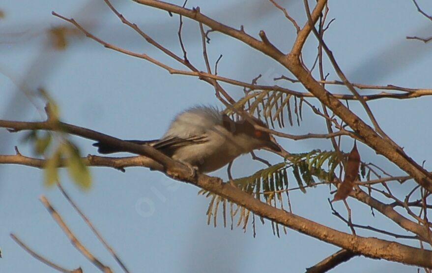 Northern Puffback male adult breeding, identification