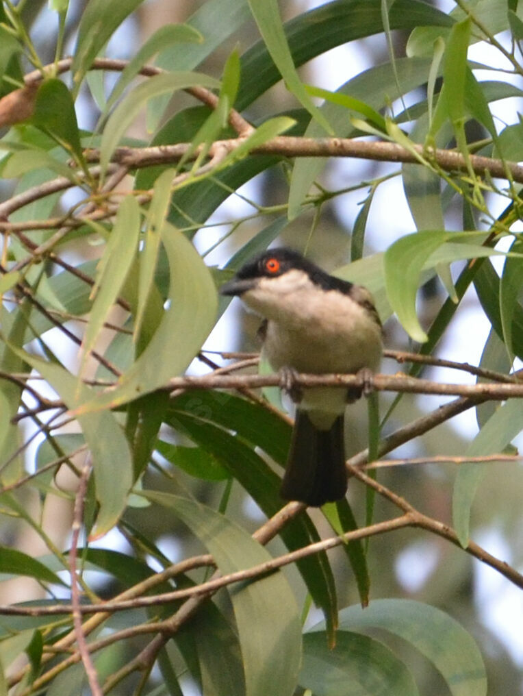 Northern Puffback male adult