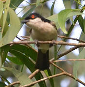 Northern Puffback