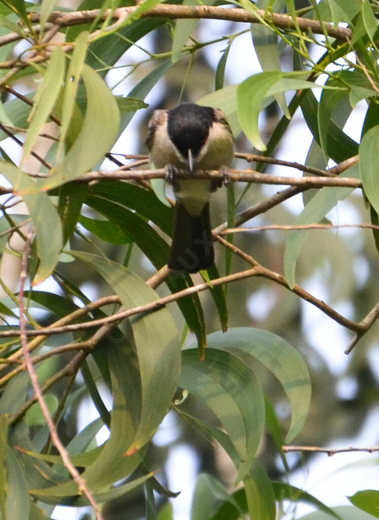 Northern Puffback