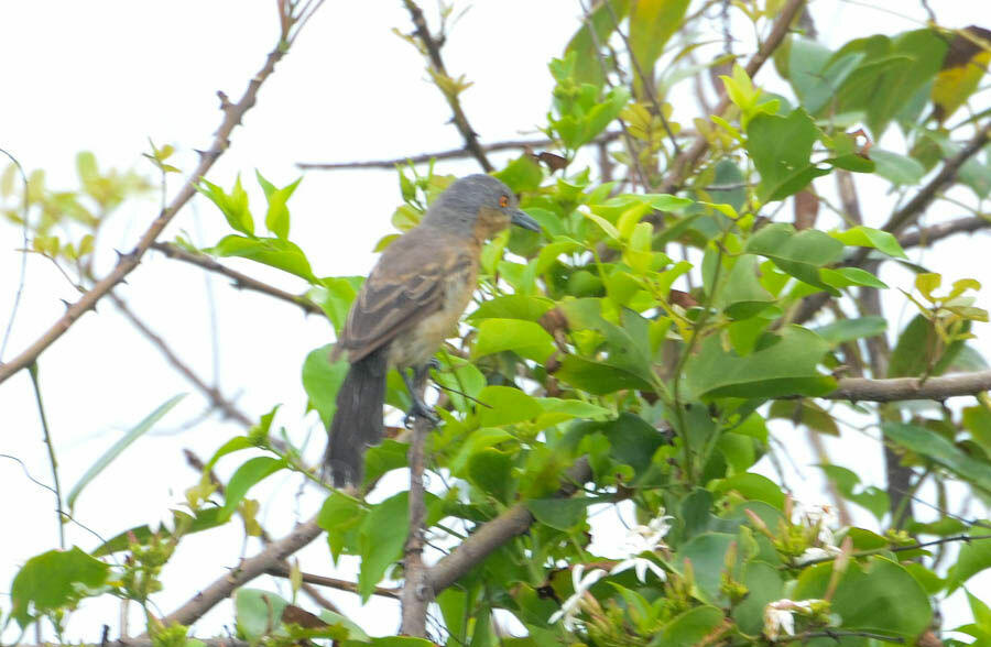 Northern Puffbackadult