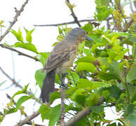 Northern Puffback