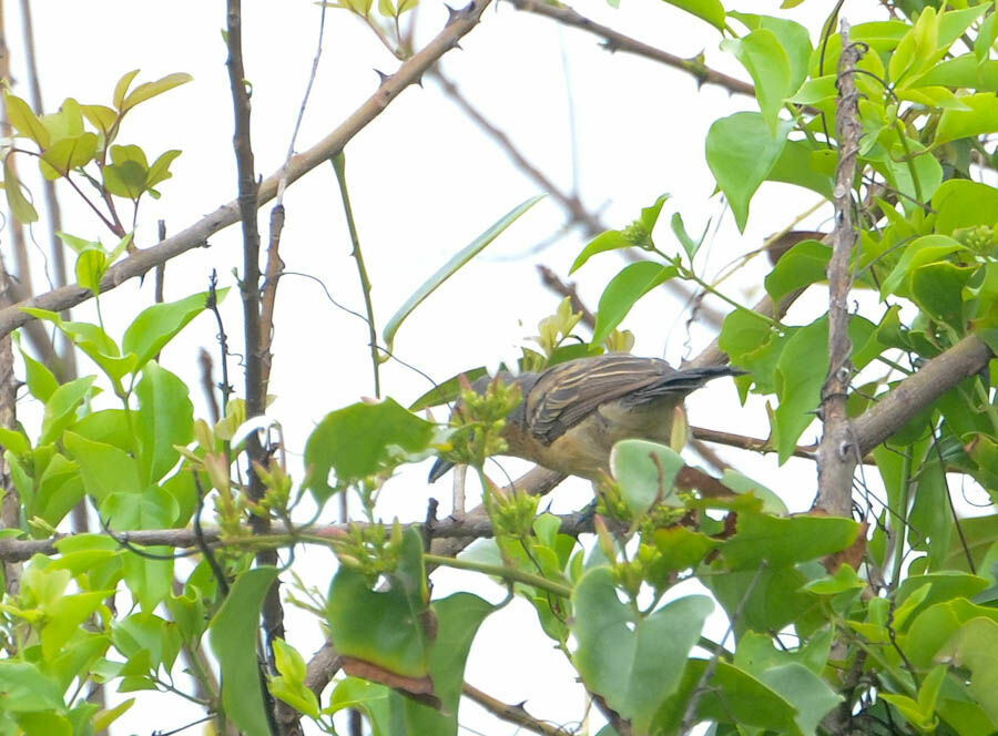 Northern Puffbackadult