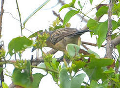 Northern Puffback