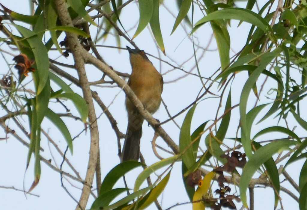 Northern Puffback female adult