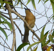 Northern Puffback