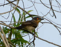 Northern Puffback