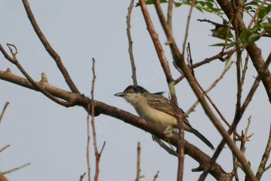 Northern Puffback male