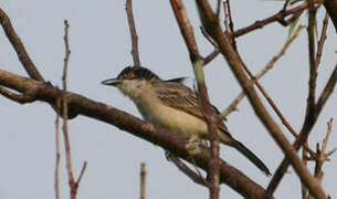 Northern Puffback