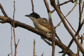 Northern Puffback