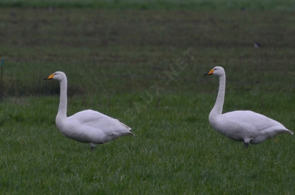 Whooper Swanadult, identification