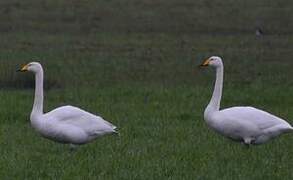 Whooper Swan