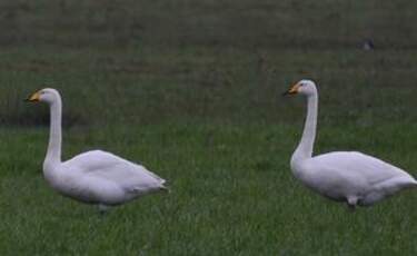 Cygne chanteur