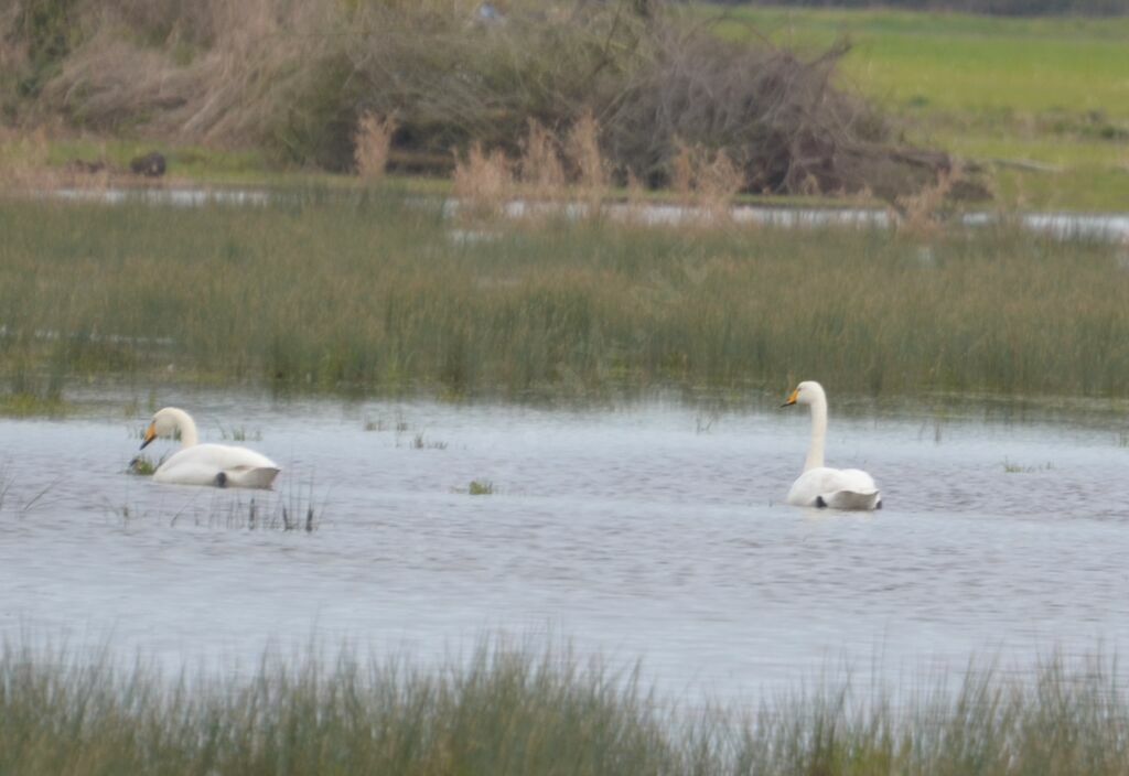 Cygne chanteur, mange