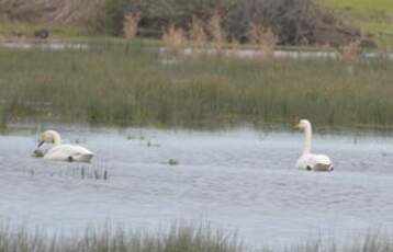 Cygne chanteur