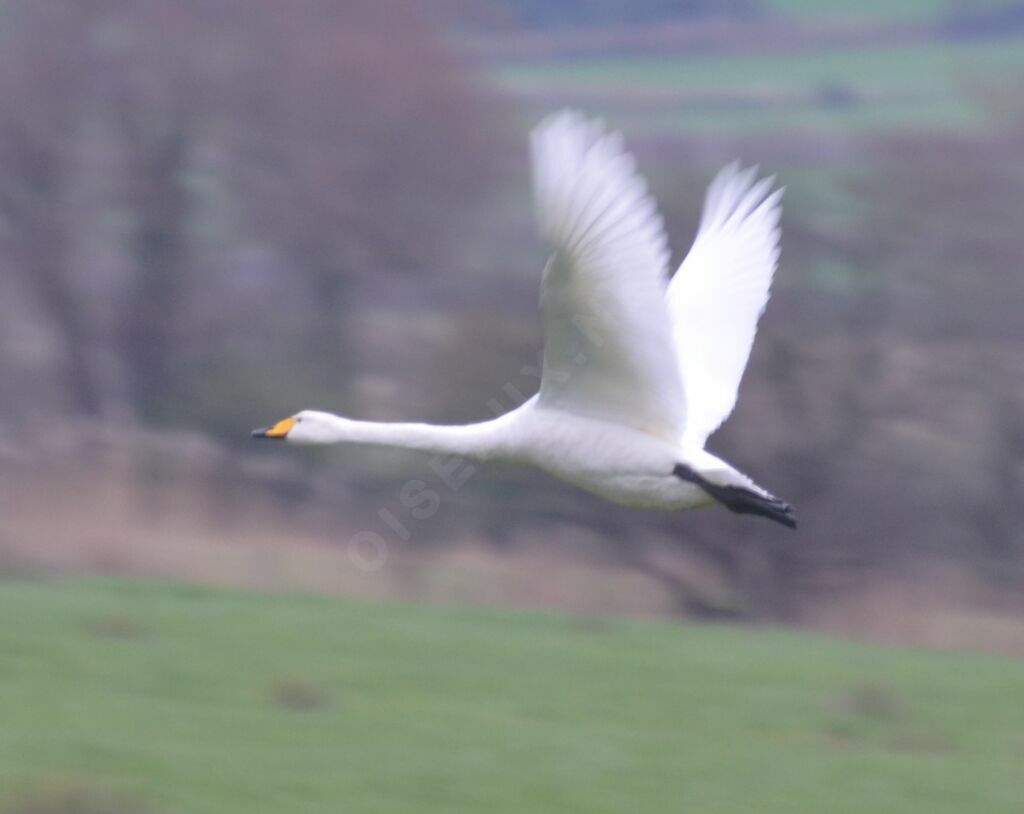 Cygne chanteur, Vol