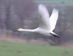 Whooper Swan