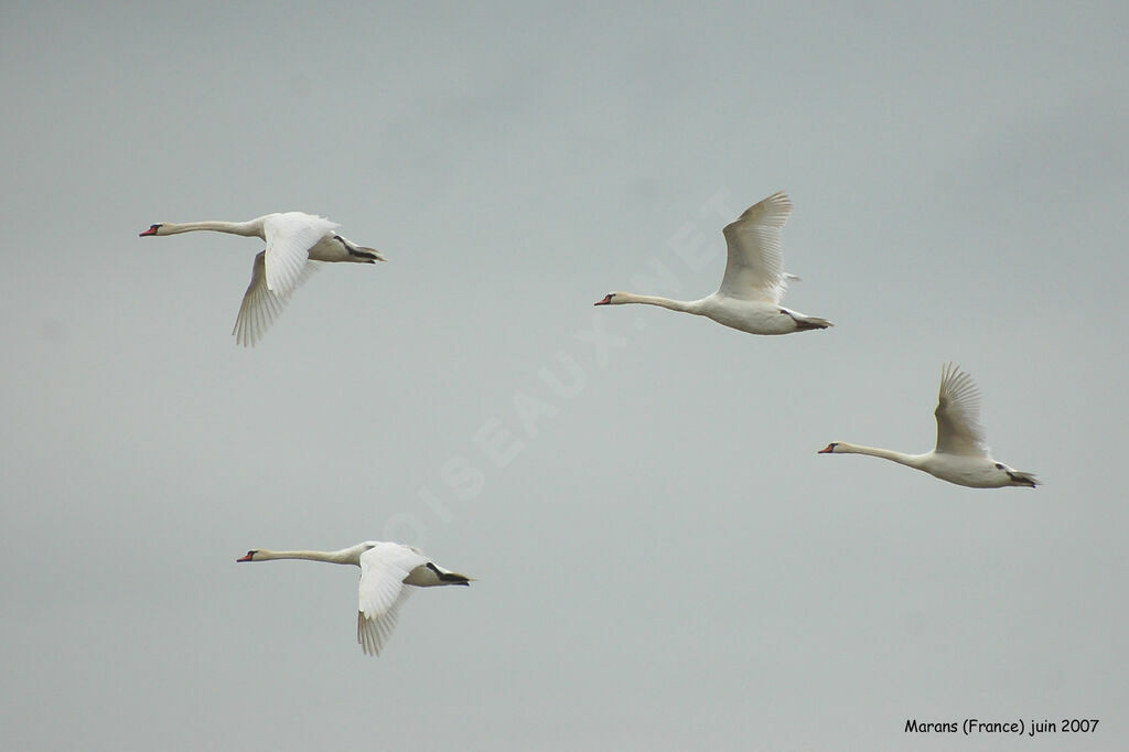 Mute Swan