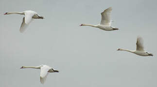 Mute Swan