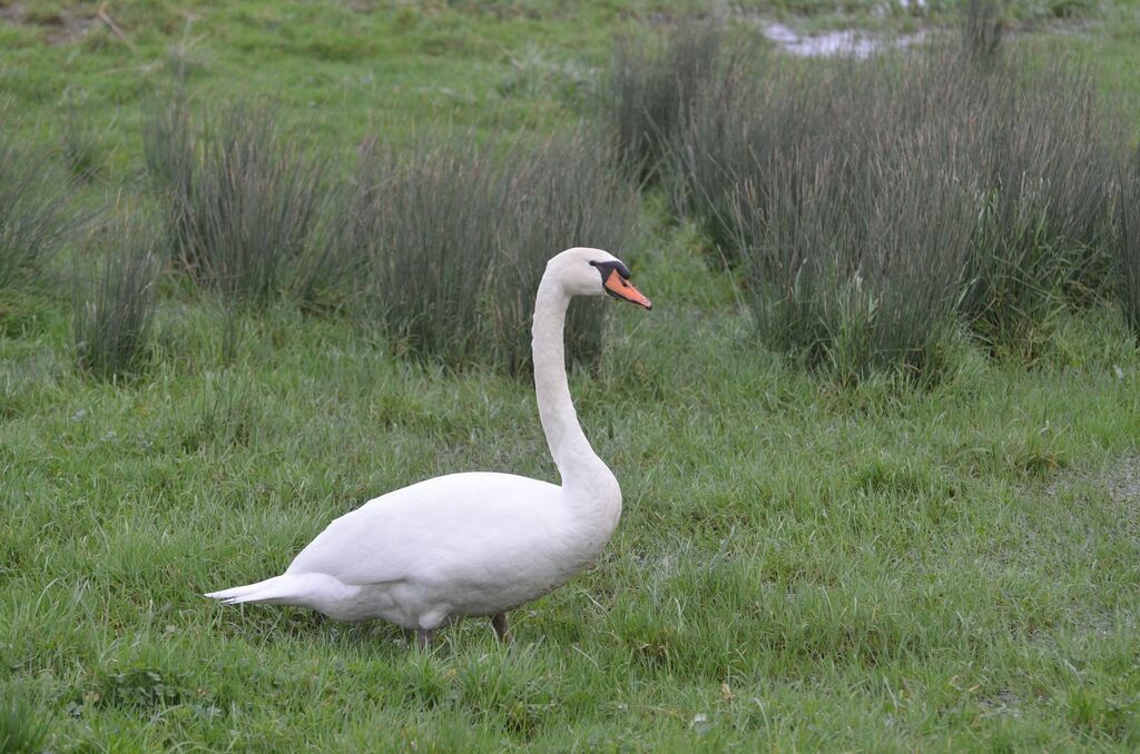 Cygne tuberculéadulte, identification