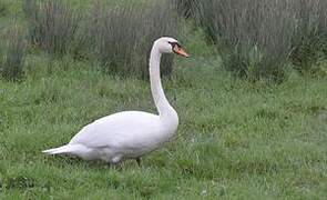 Cygne tuberculé