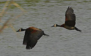 White-faced Whistling Duck