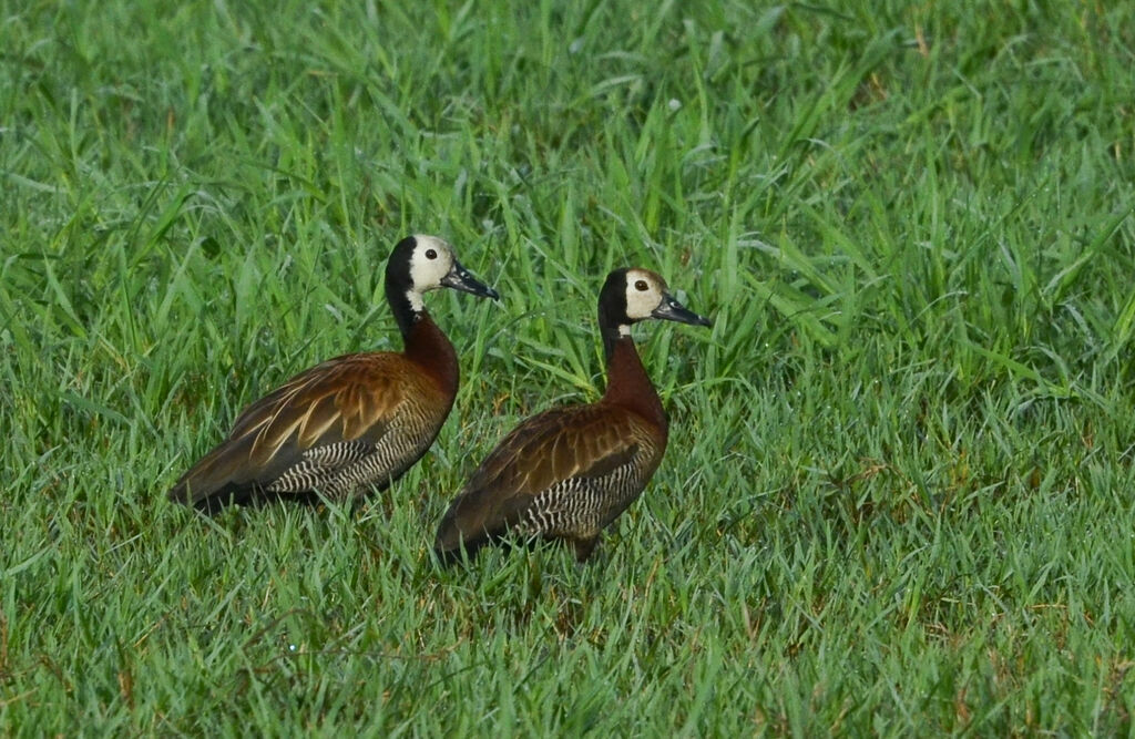 White-faced Whistling Duckadult, identification