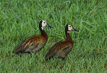 Dendrocygne veuf