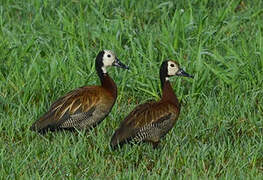 White-faced Whistling Duck