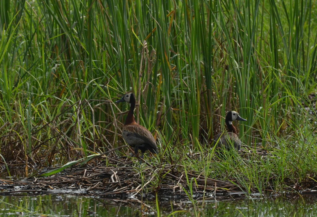 White-faced Whistling Duckadult