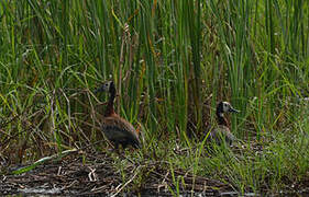 White-faced Whistling Duck