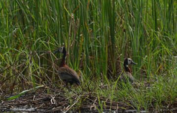 Dendrocygne veuf