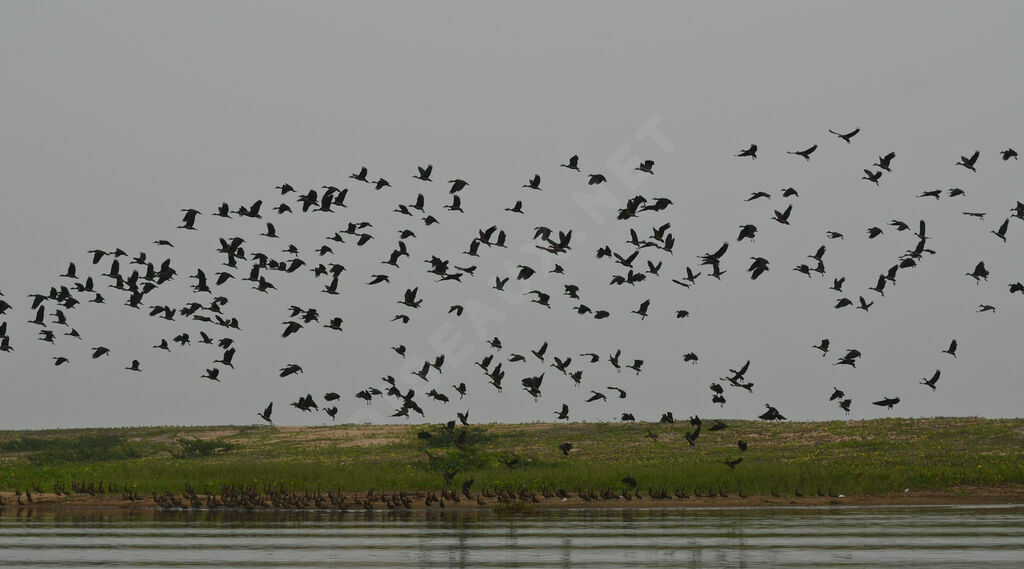 White-faced Whistling Duck